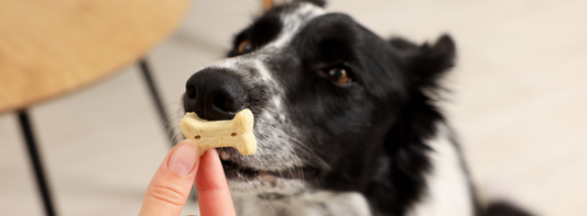 Beyond the Bribe: Why Coercion Doesn't Work in Reactive Dog Training