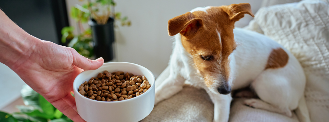 Fussy Eating in Dogs: How to Get Your Dog Eating Again!