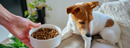 Fussy Eating in Dogs: How to Get Your Dog Eating Again!