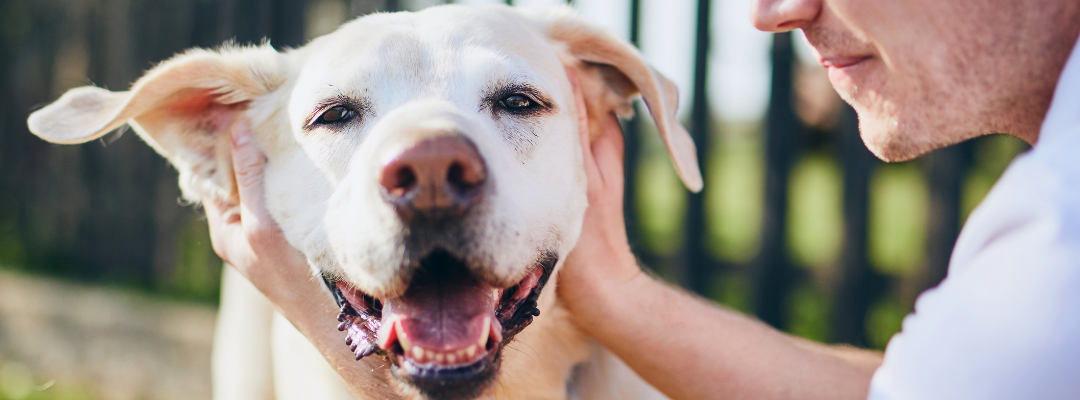 A Healthy Dog = A Healthy You