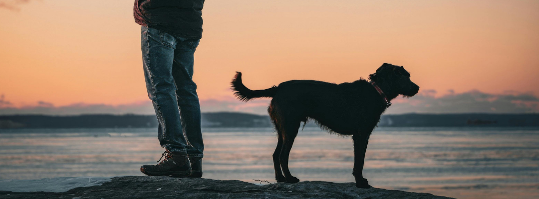 Reactive Dog Chronicles: Everyone is a Dog Trainer