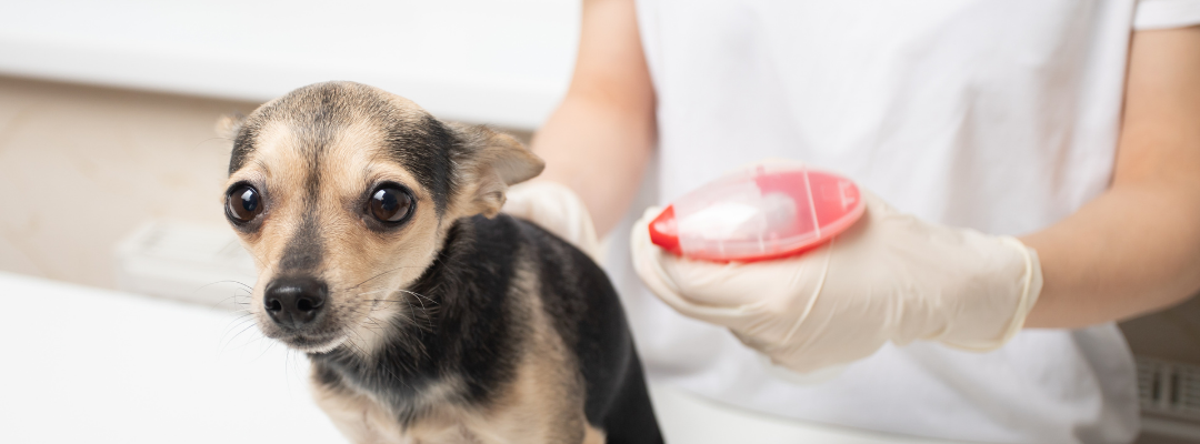 Should You Comfort Your Dog When They're Scared?