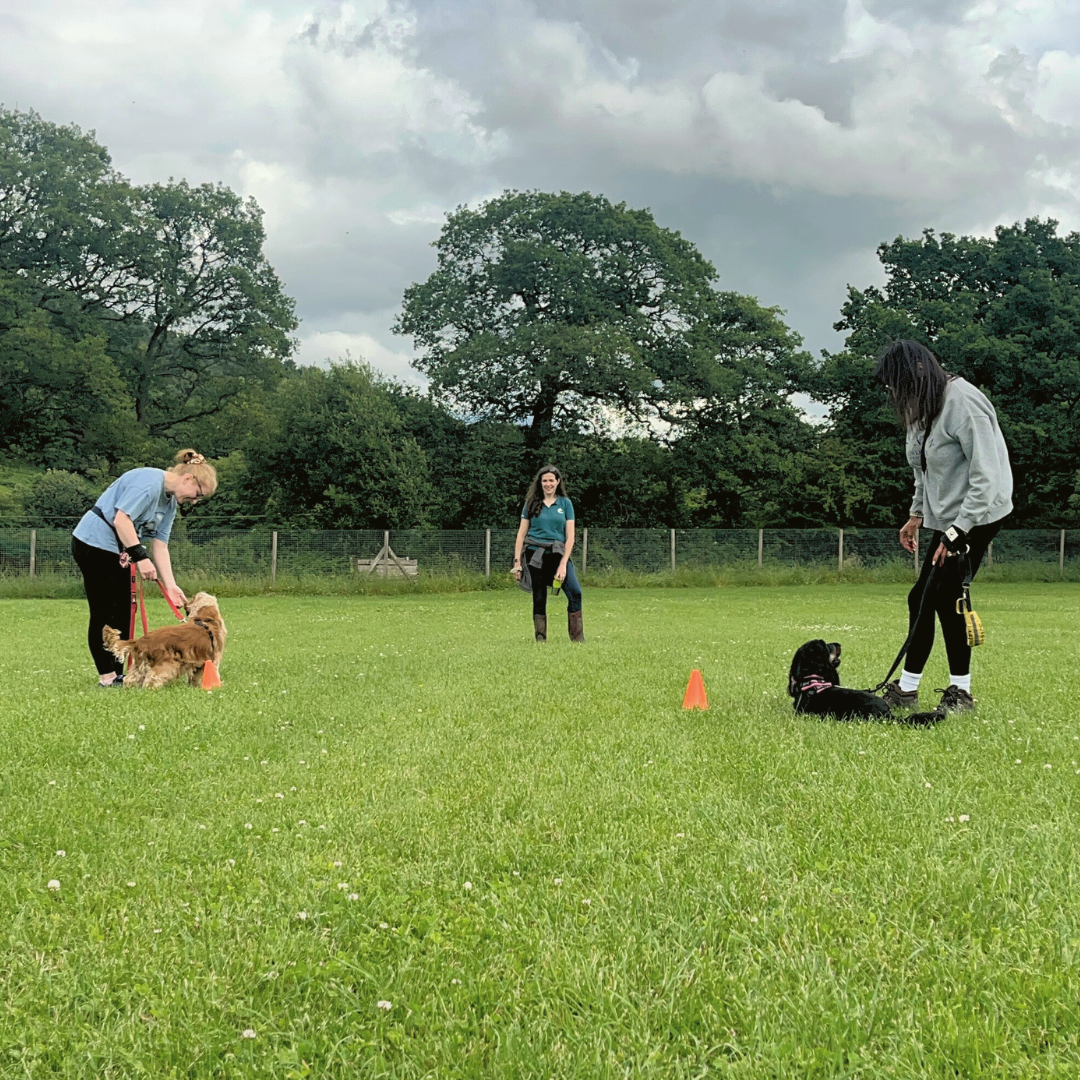 Reactivity Group Classes