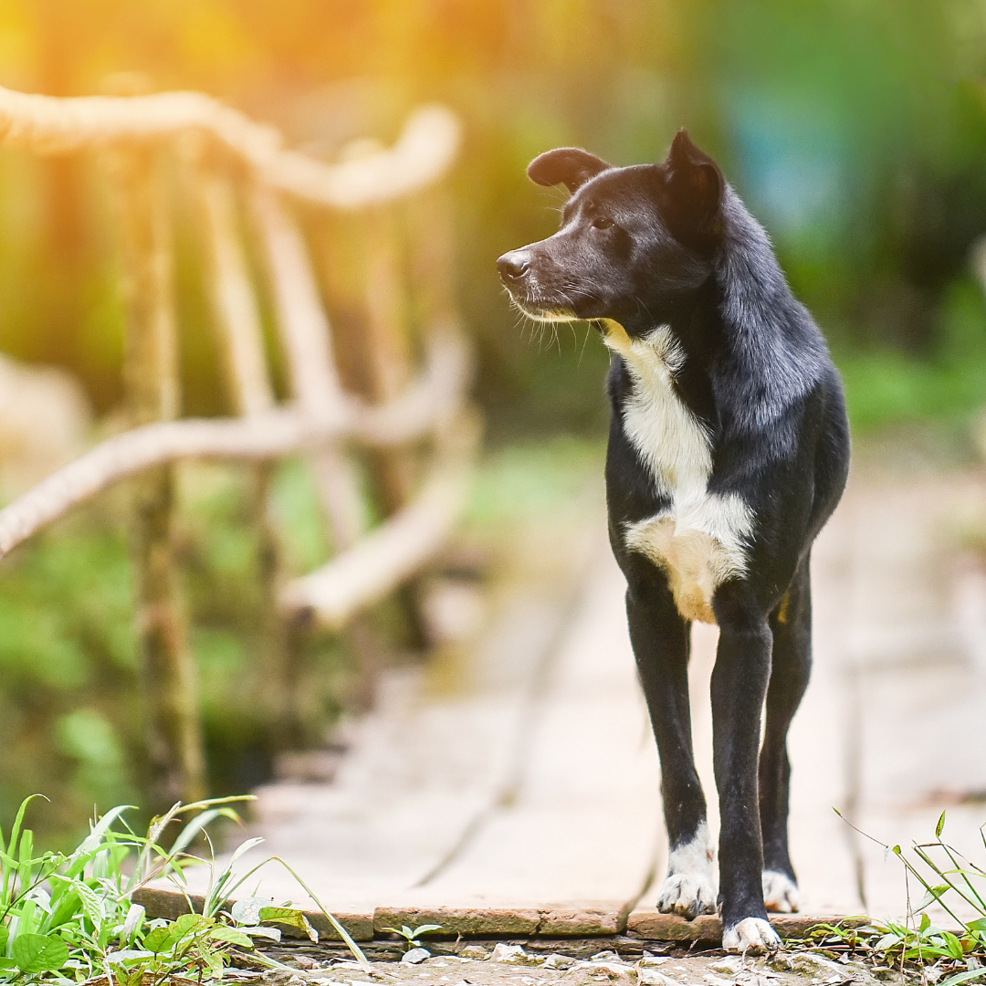 Reactive Dog - Behaviour Transformation – Holistic Pet Services