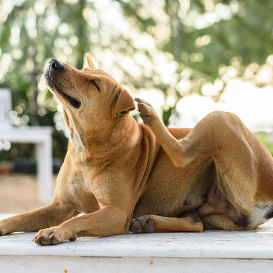 Itchy Dog Resolutions